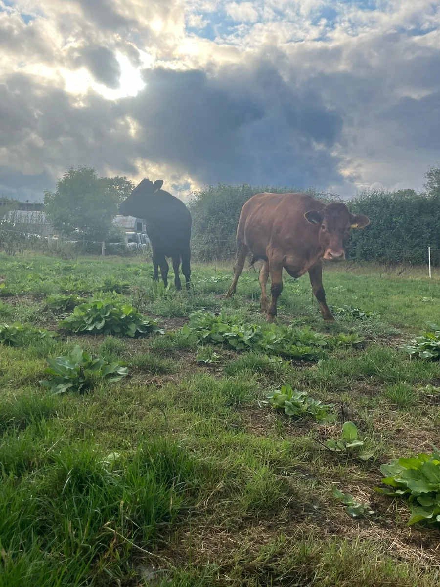 2 Lmx heifers - Image 4
