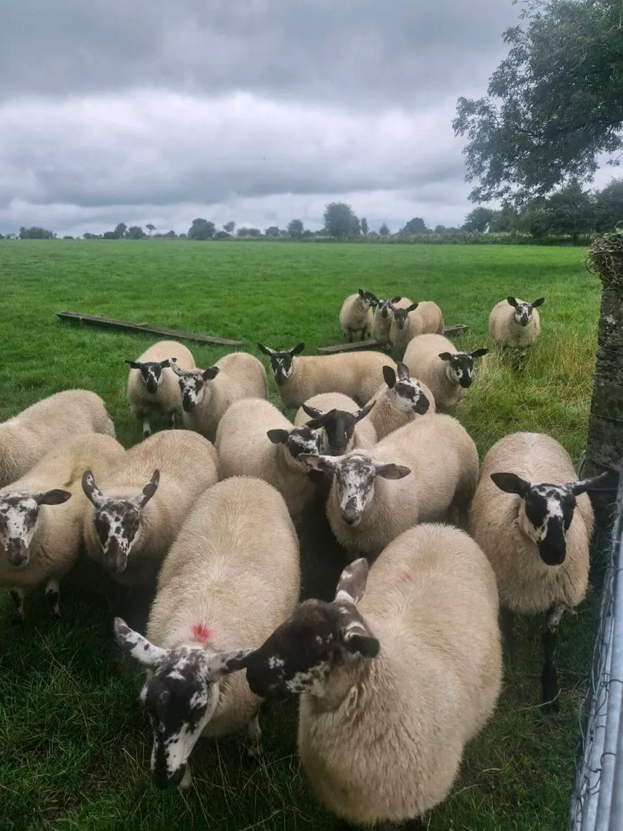 10 Ewe lambs Mountbellew Mart - Image 2