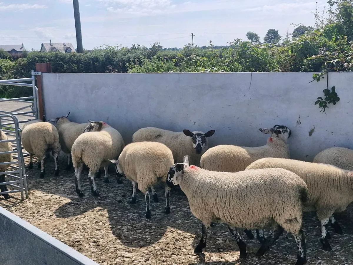 10 Ewe lambs Mountbellew Mart - Image 3