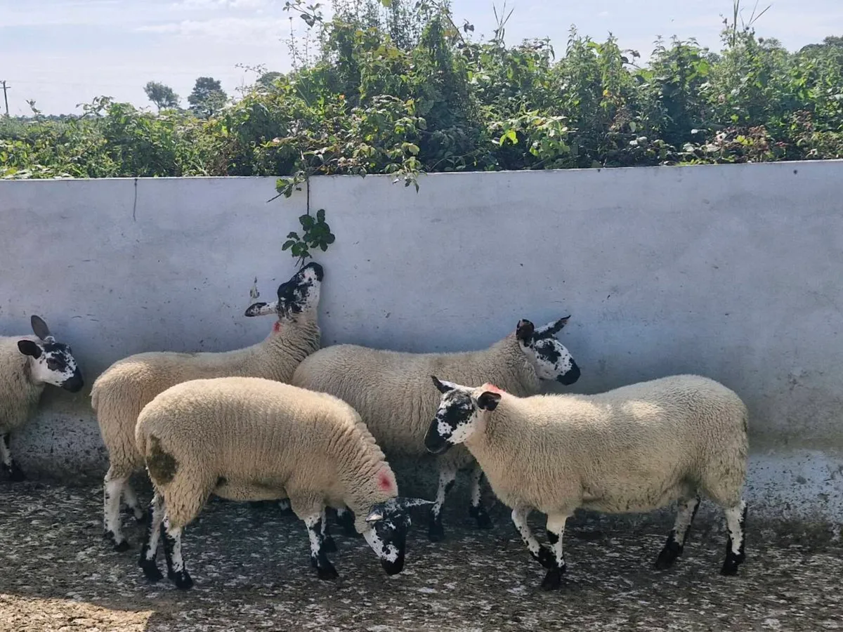 10 Ewe lambs Mountbellew Mart - Image 4