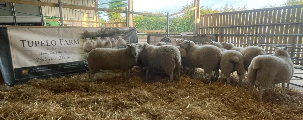 Registered Lleyn Ewe Lambs - Image 1