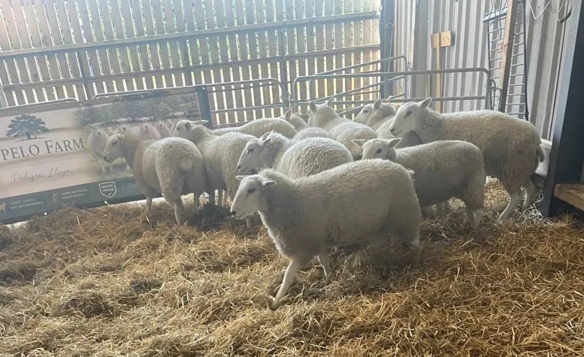 Registered Lleyn Ewe Lambs - Image 2