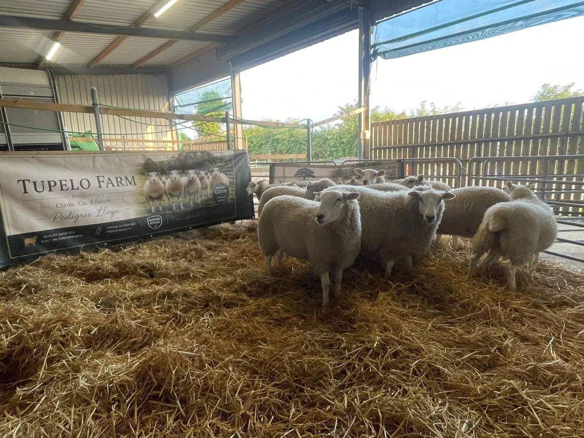 Registered Lleyn Ewe Lambs - Image 3
