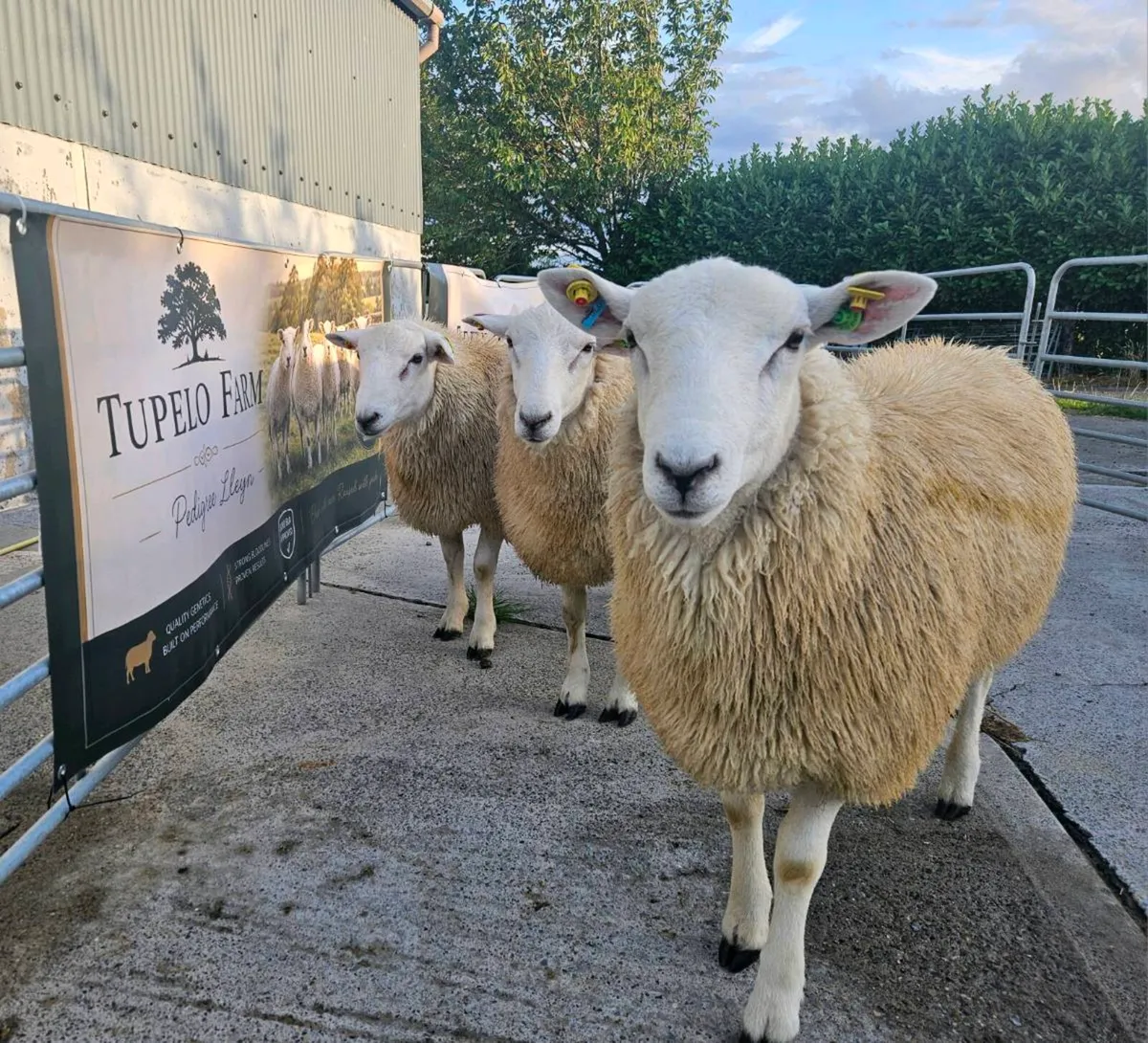 Registered Lleyn Ewe Lambs - Image 4