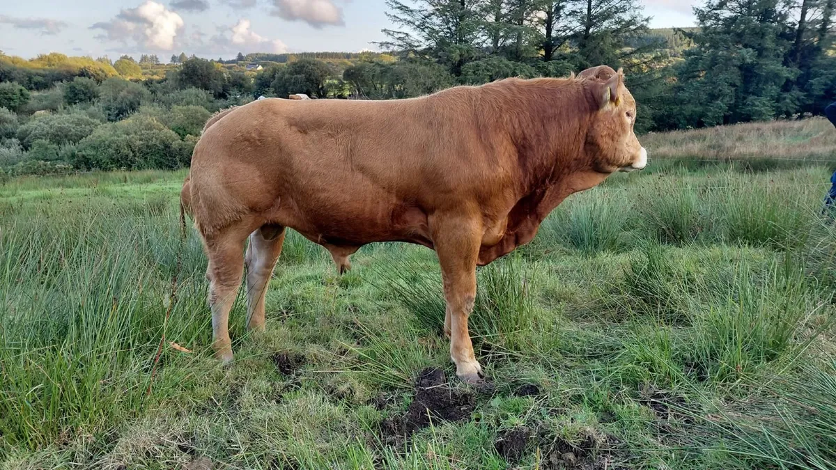 SUPER  PBR LIMOUSIN  BULL - Image 2