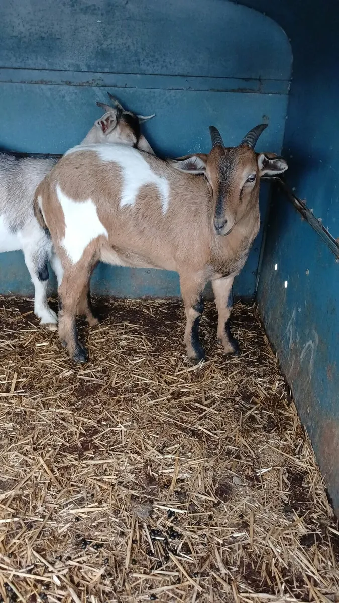 Weather 6 months Goat for sale
