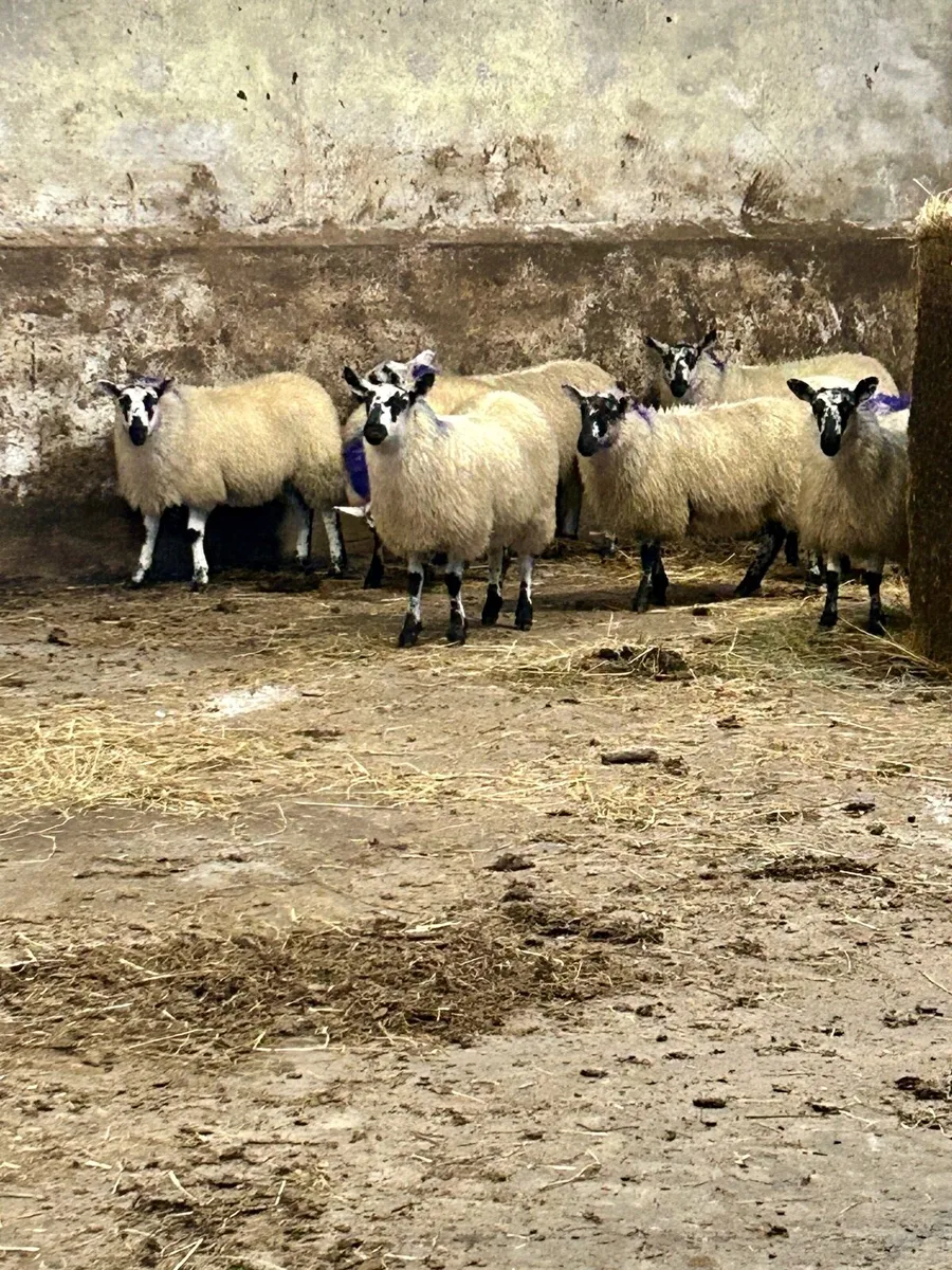 Brockie Ewe Lambs - Image 3