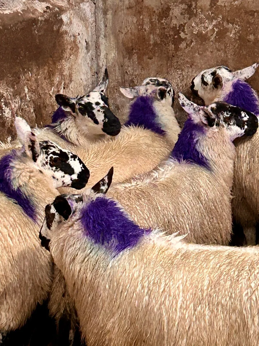 Brockie Ewe Lambs - Image 1