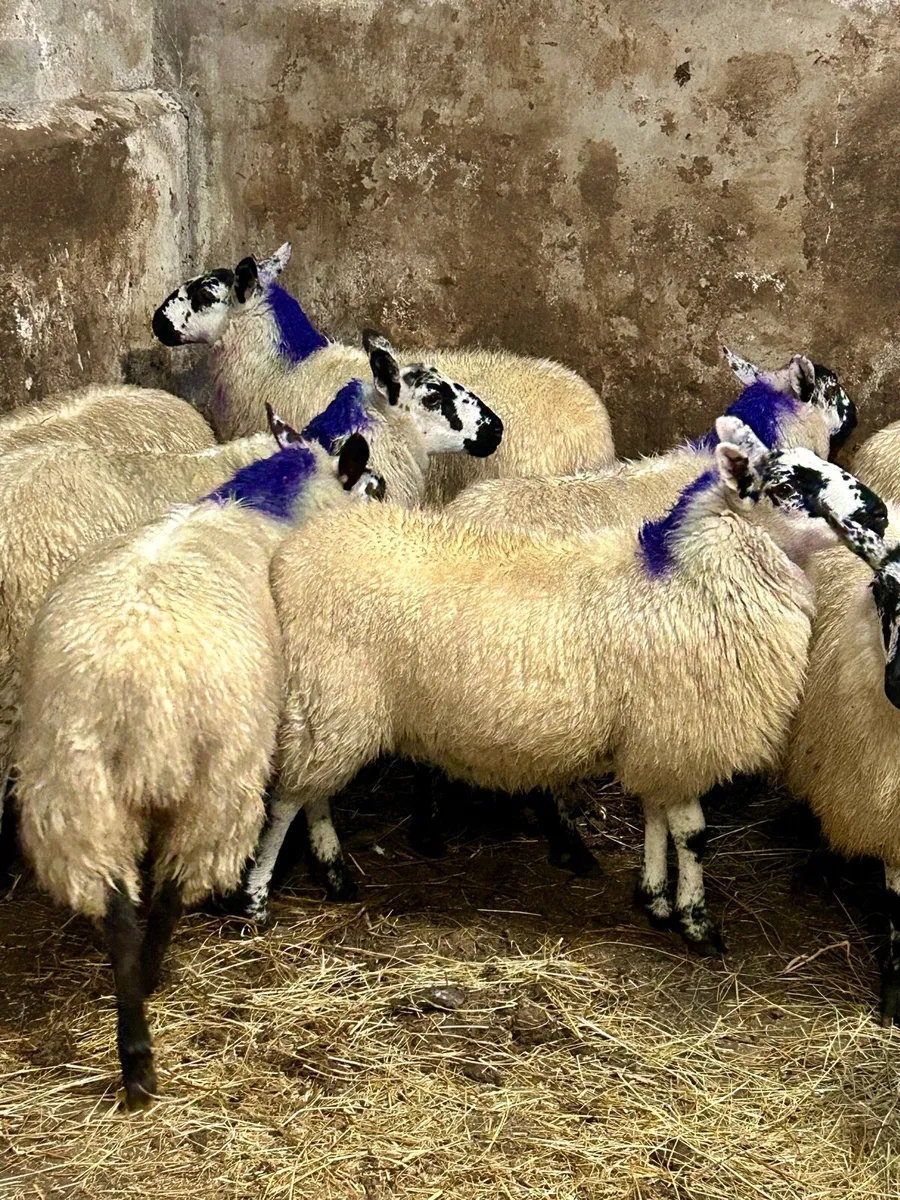 Brockie Ewe Lambs - Image 2