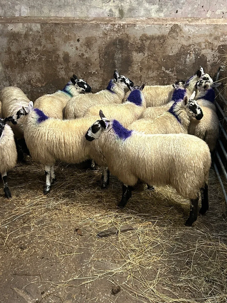 Brockie Ewe Lambs - Image 4