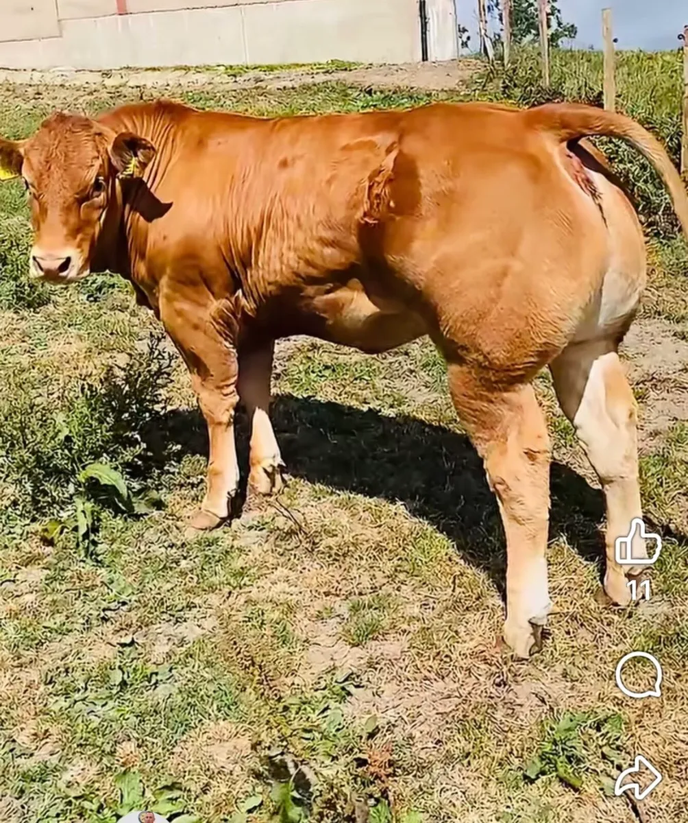 Pedigree limousin heifers - Image 1