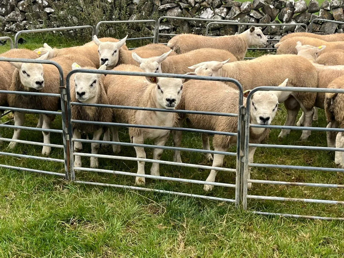 TEXEL RAM LAMBS - Image 3