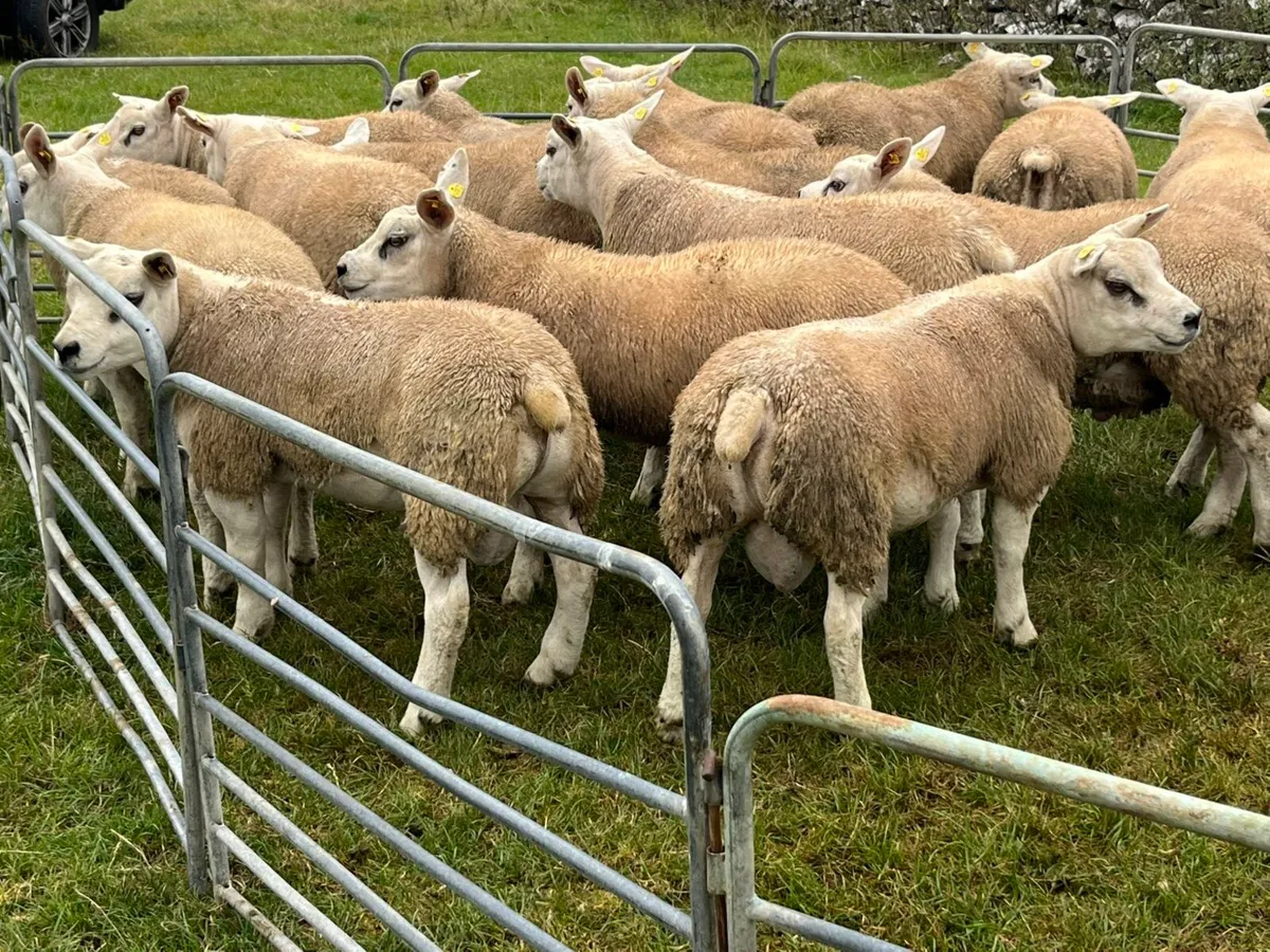 TEXEL RAM LAMBS - Image 2