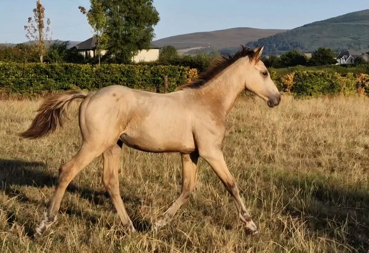 Dun colt foal - Image 1