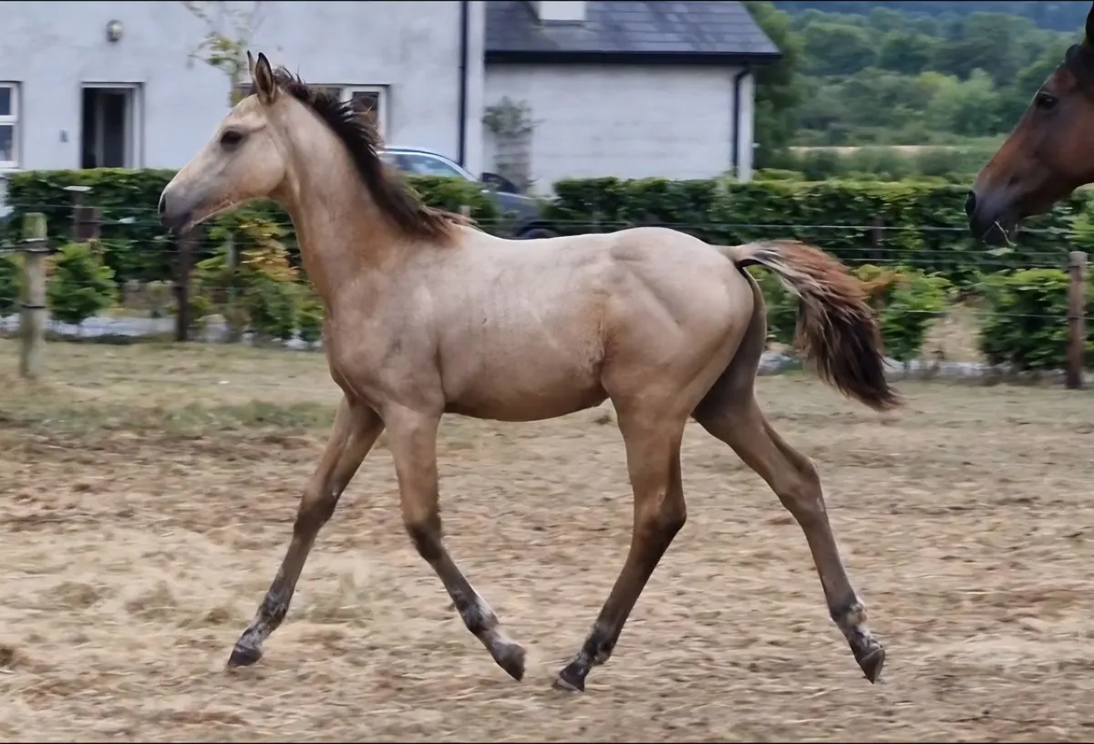 Dun colt foal - Image 3