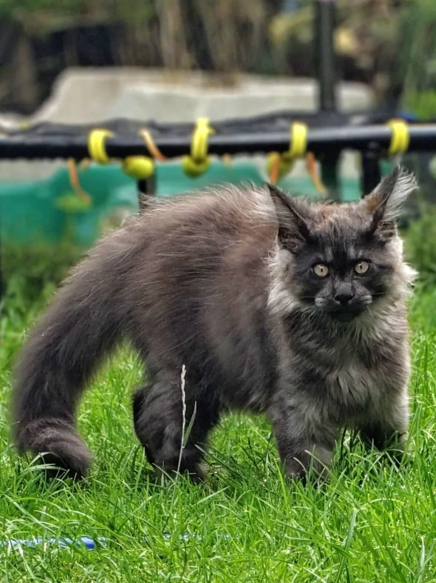 Maine Coon kitten - Image 3
