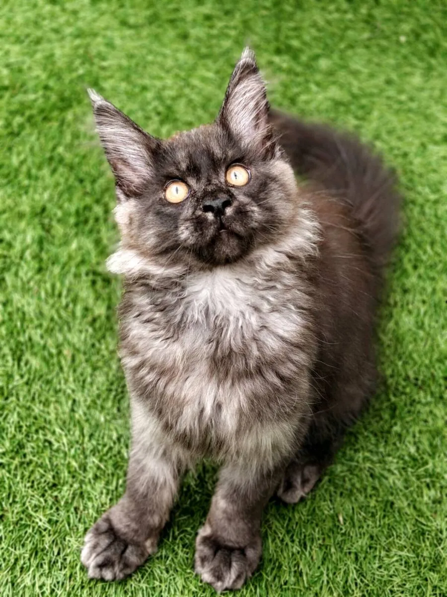 Maine Coon kitten - Image 4