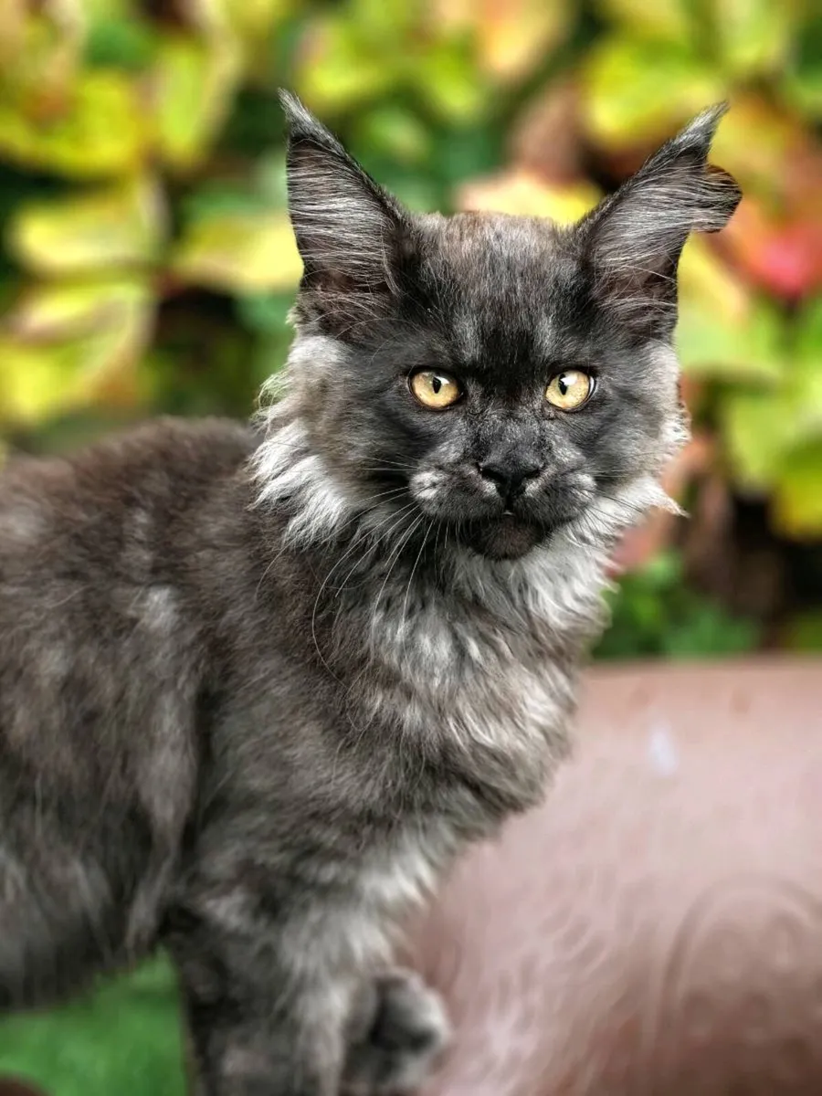Maine Coon kitten - Image 1