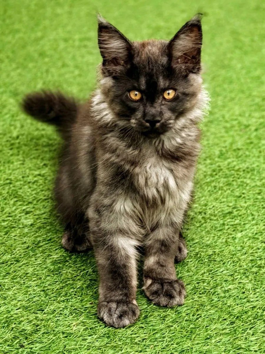 Maine Coon kitten - Image 2