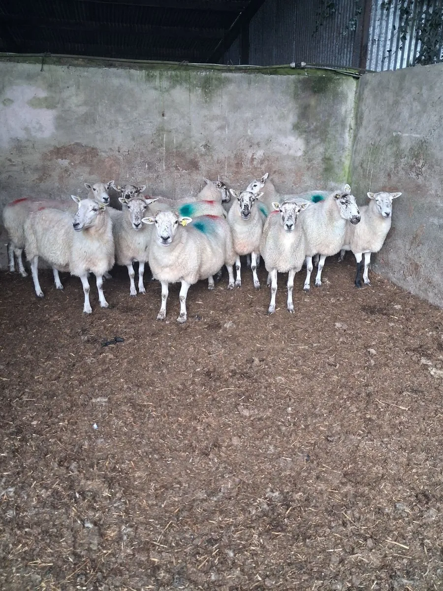 Sheep - Image 1