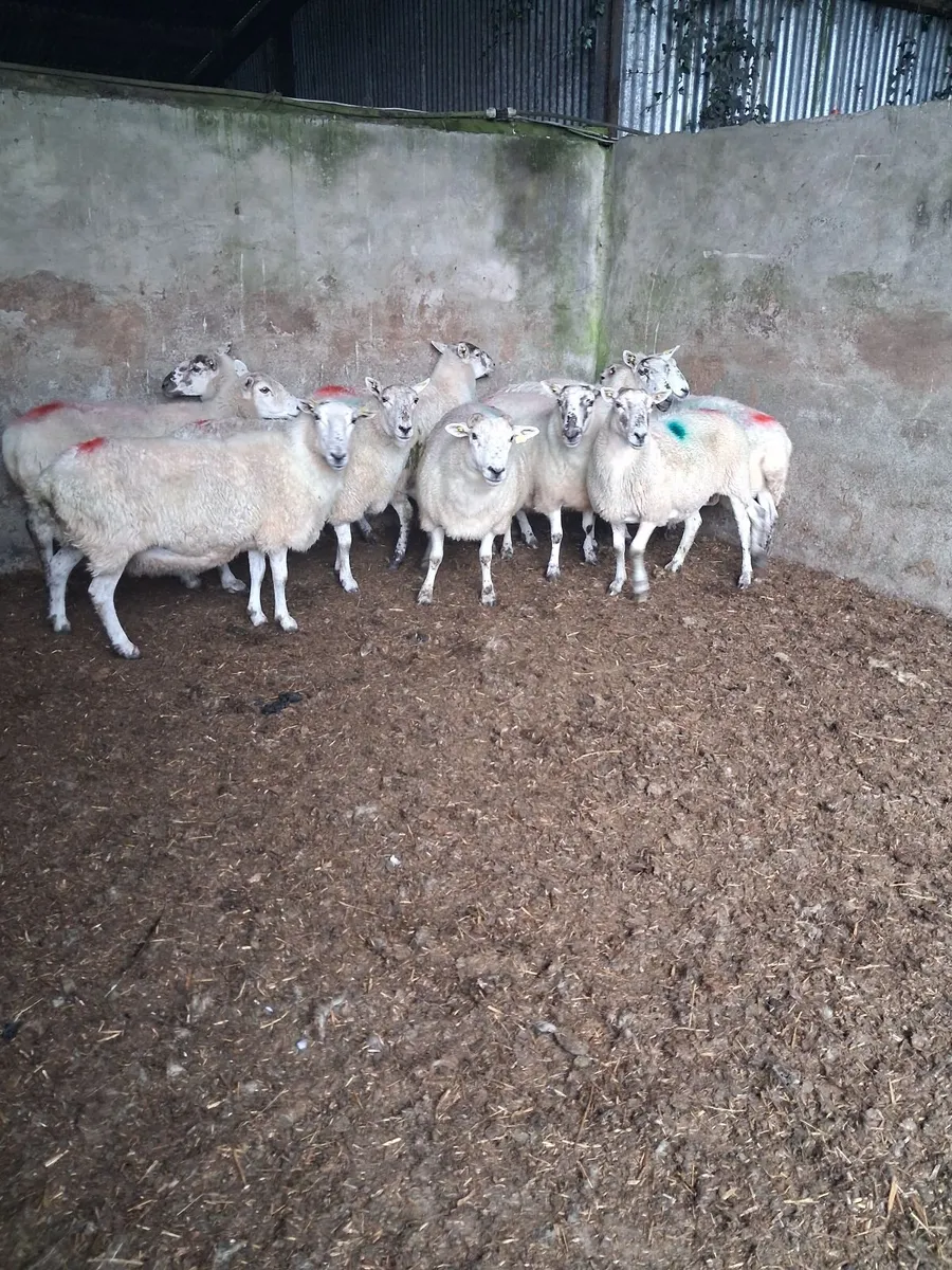 Sheep - Image 4