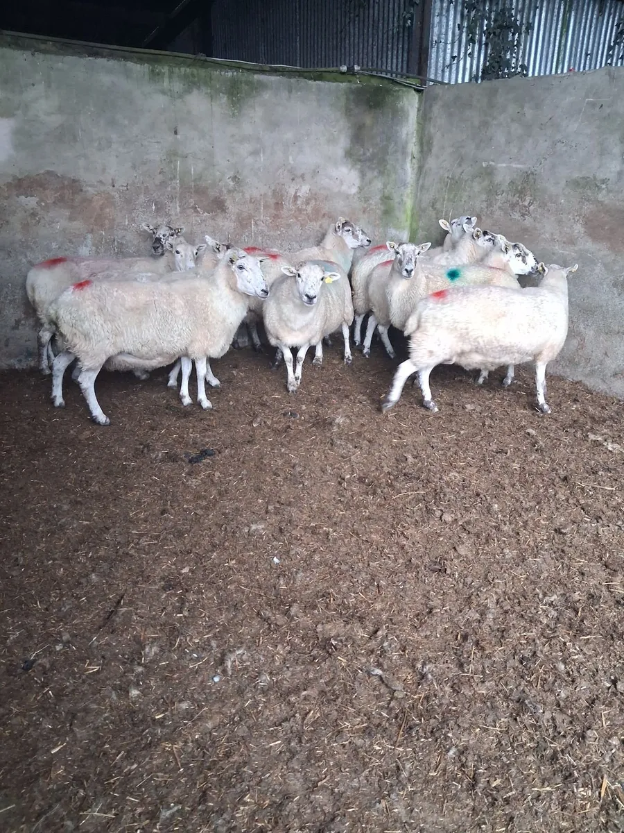 Sheep - Image 2