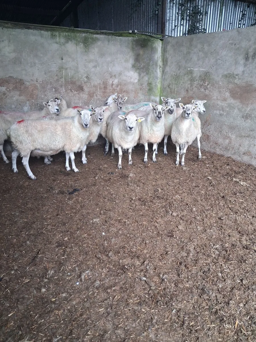 Sheep - Image 3