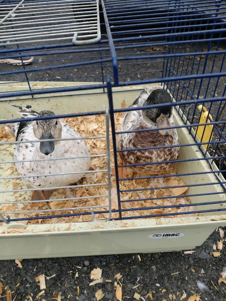 Call ducks - Image 1