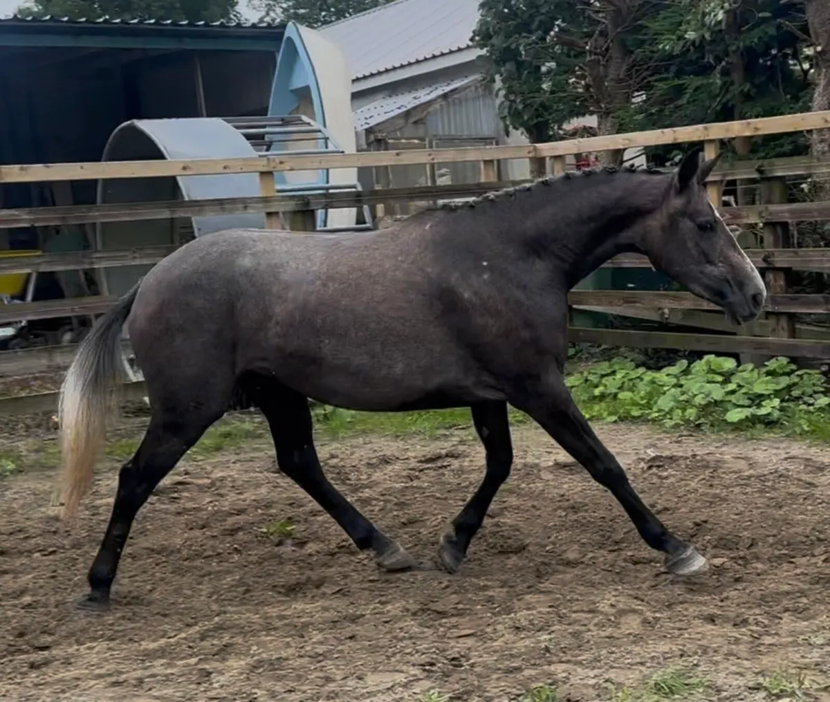 3yo 148 - Image 3