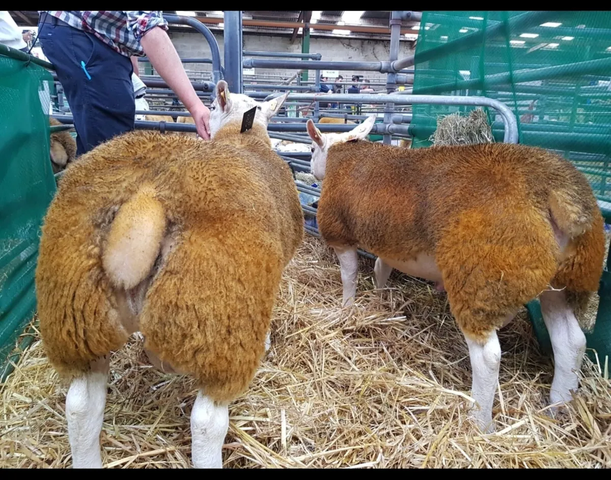 TEXEL SUFFOLK BELTEX RAM'S FOR SALE - Image 3