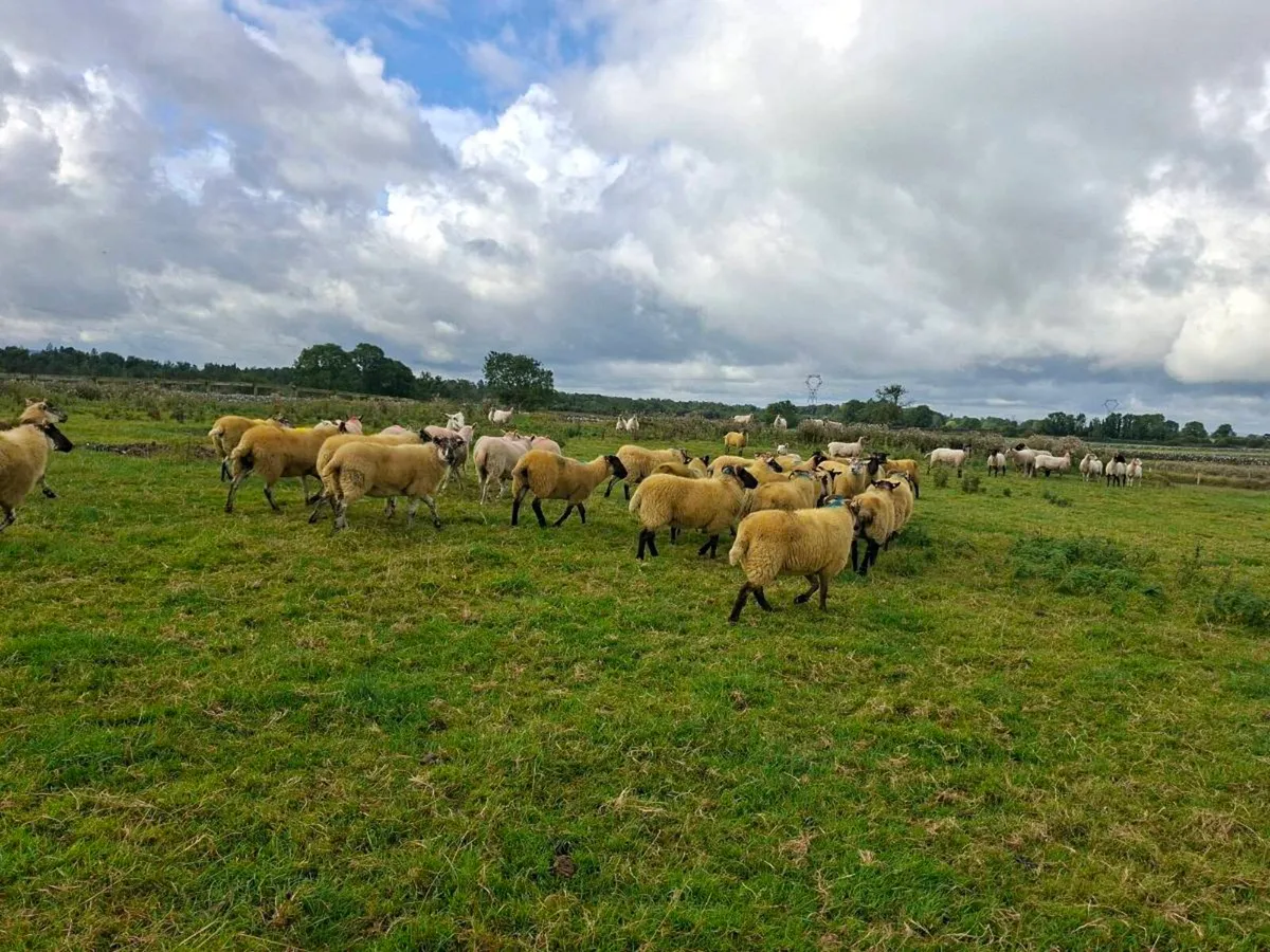 HILTEX EWE HOGGETS - Image 2