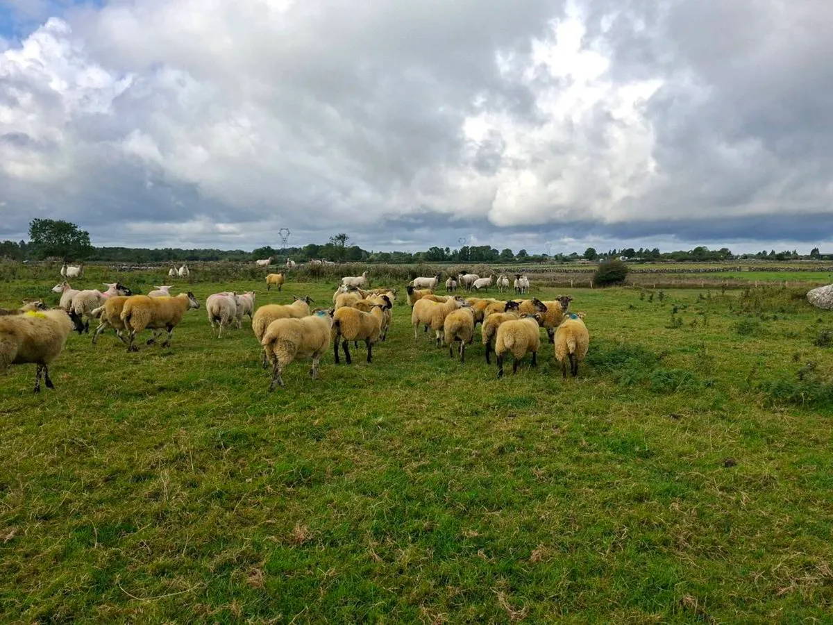 HILTEX EWE HOGGETS - Image 3