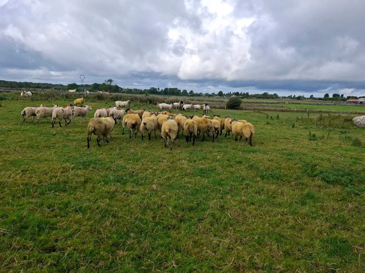 HILTEX EWE HOGGETS - Image 4