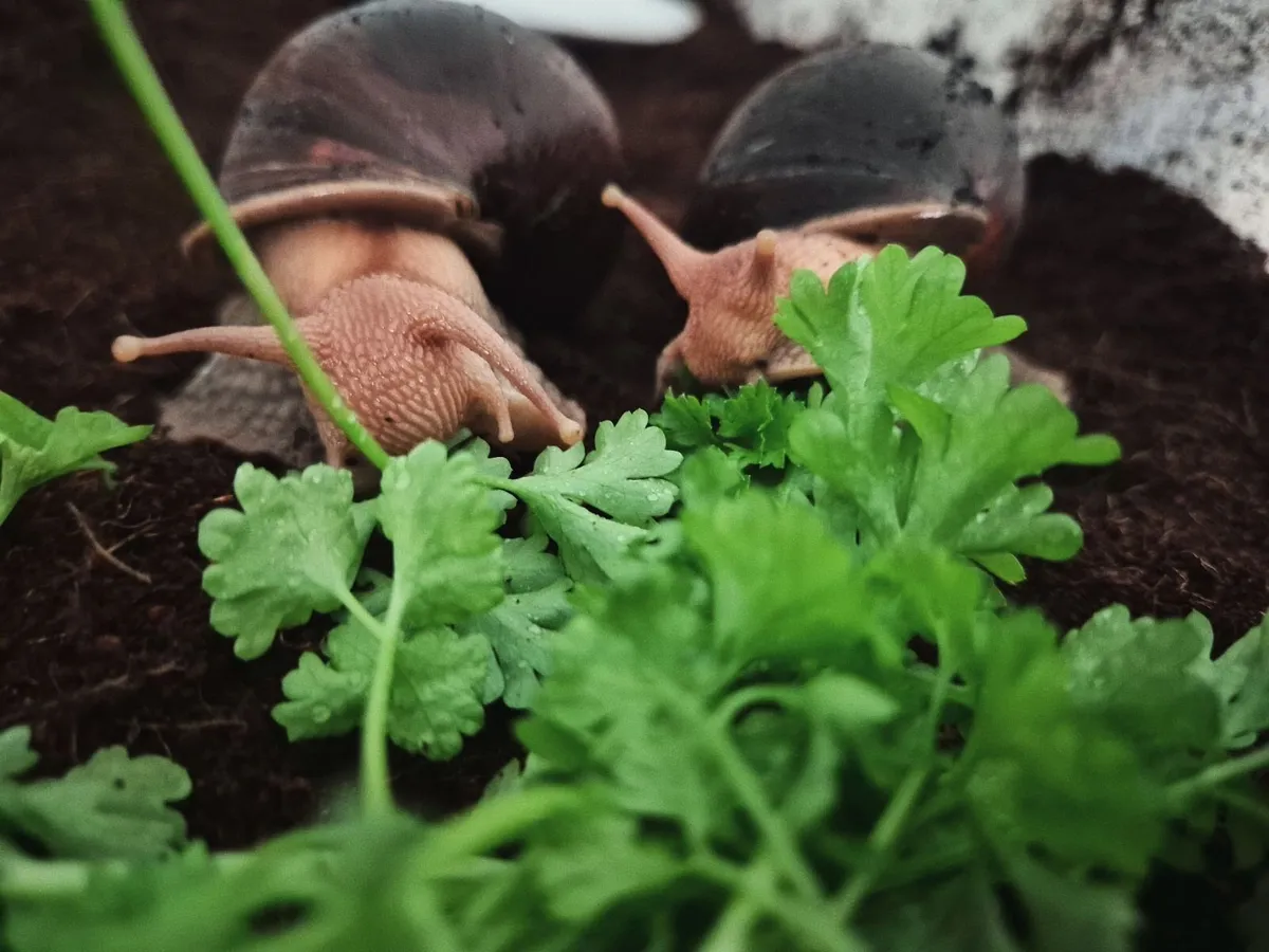 Two Giant African Land Snails - Image 2