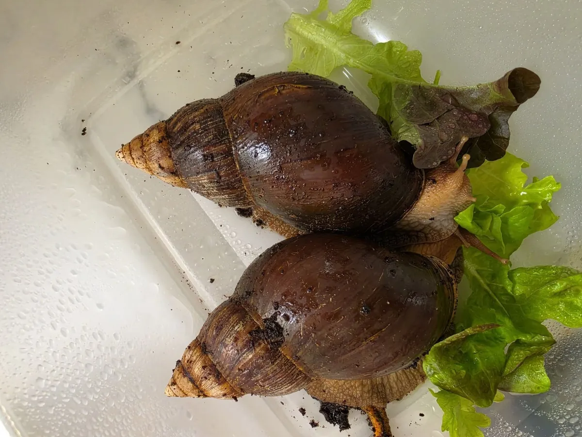 Two Giant African Land Snails - Image 3
