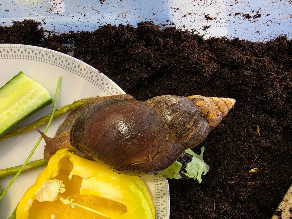 Two Giant African Land Snails - Image 4