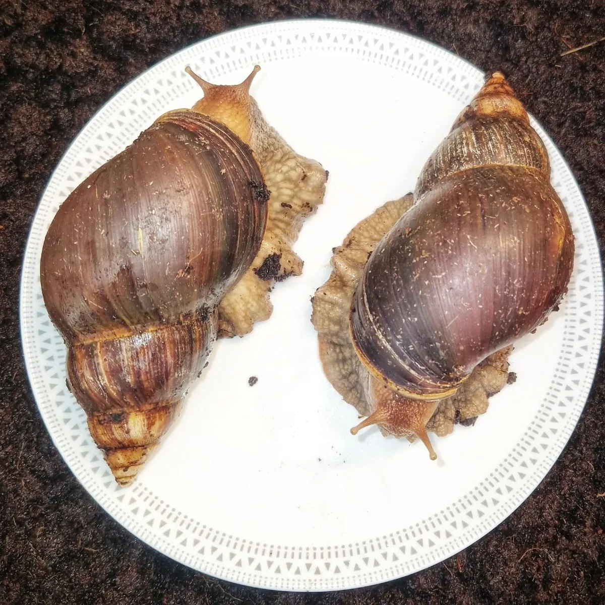 Two Giant African Land Snails - Image 1