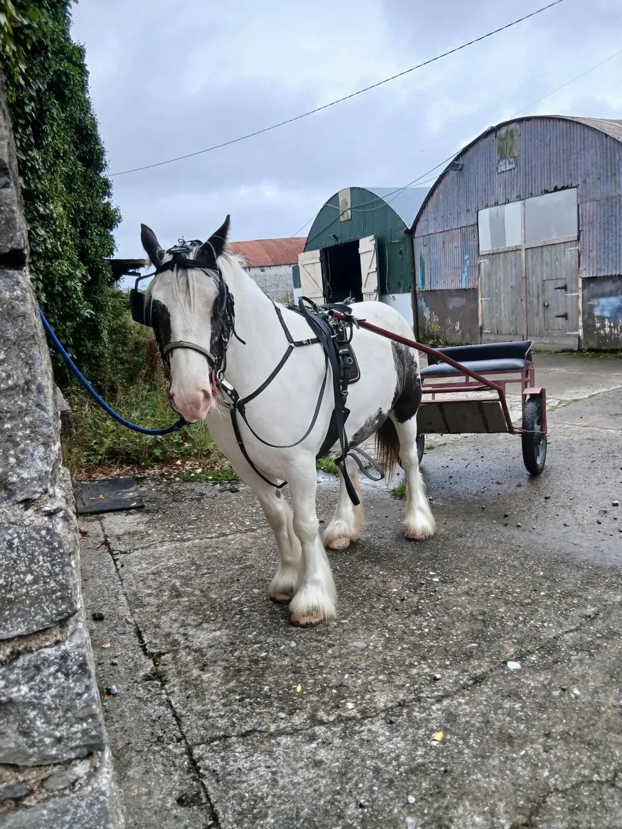 Bombproof Driving Mare - Image 4