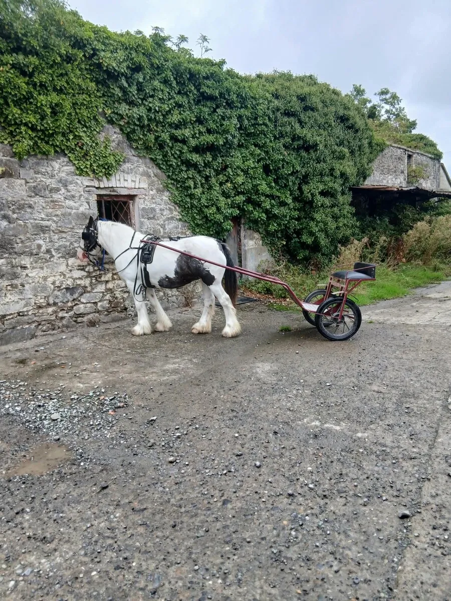 Bombproof Driving Mare - Image 1
