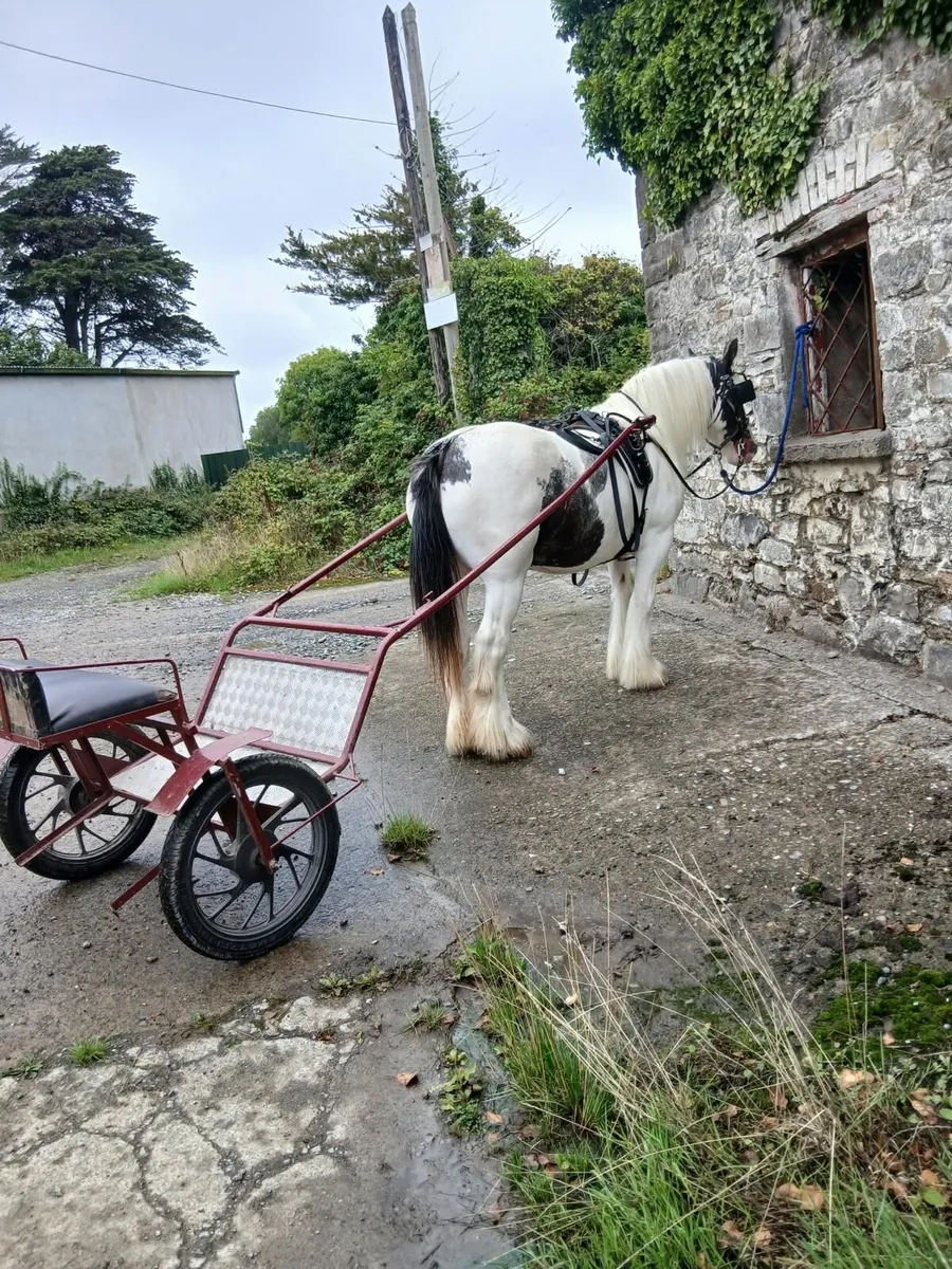Bombproof Driving Mare - Image 2