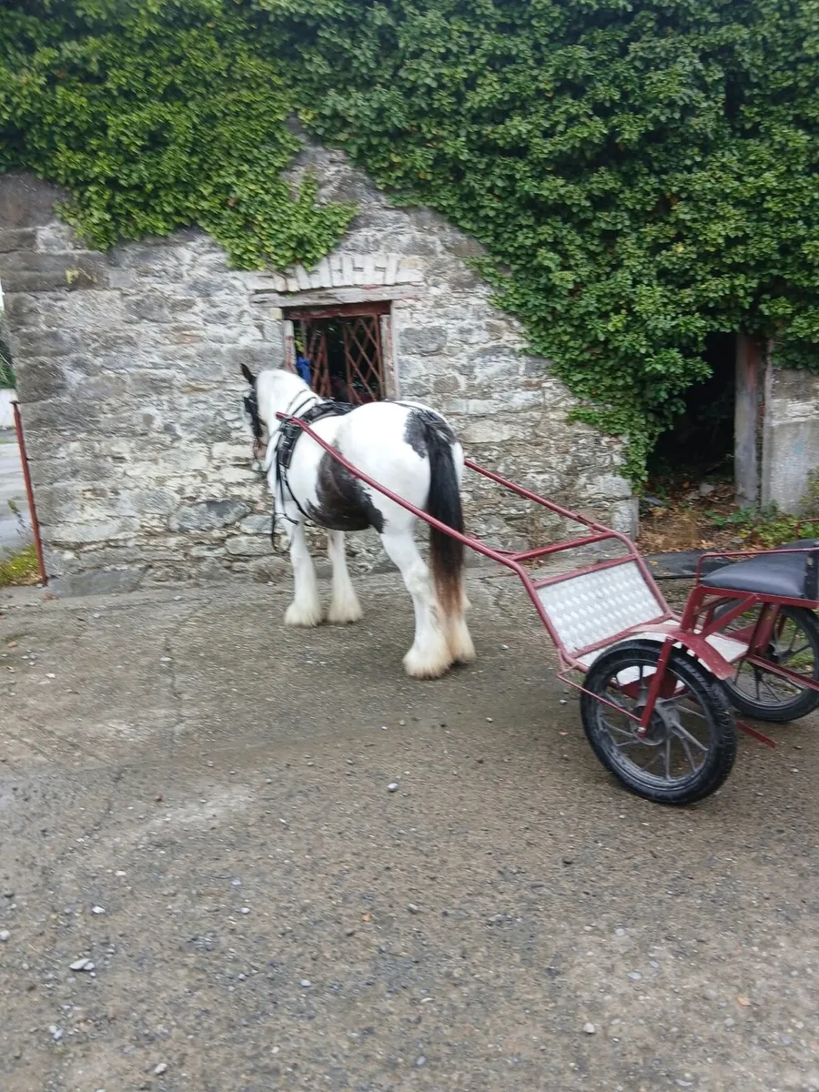 Bombproof Driving Mare - Image 3