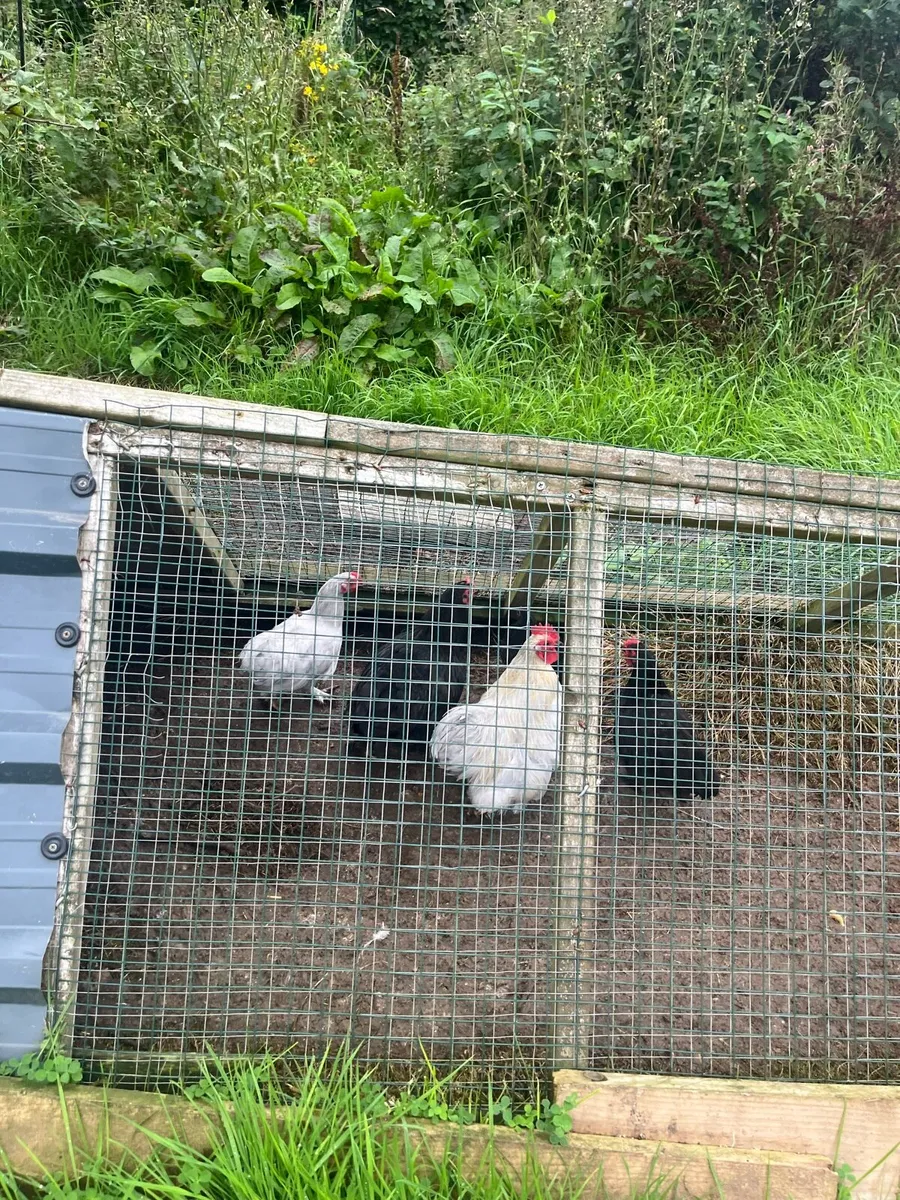 Pullets and hens - Image 1