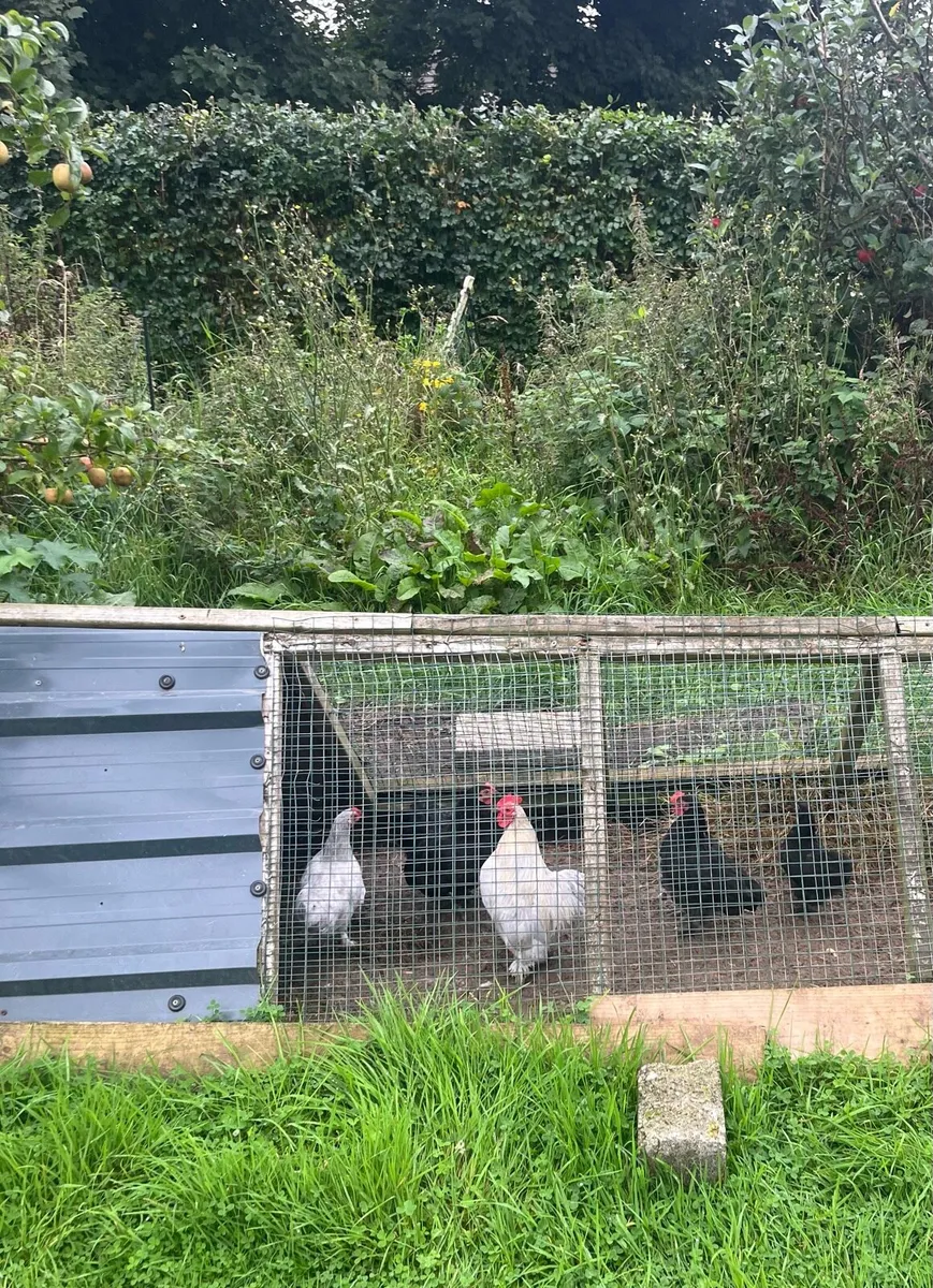 Pullets and hens - Image 2
