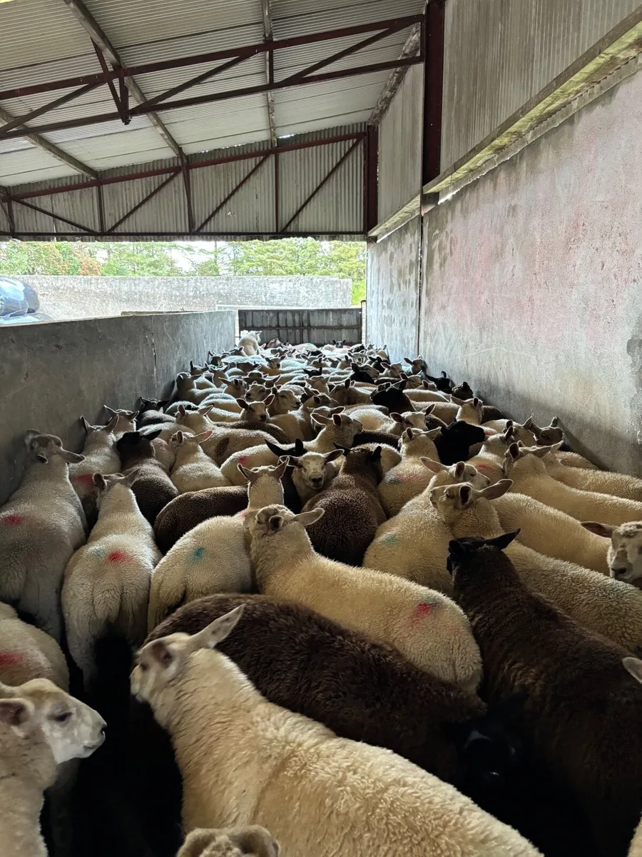 Forward store lambs