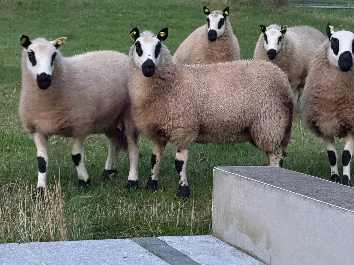 Purebred Reg kerryhill lambs - Image 2