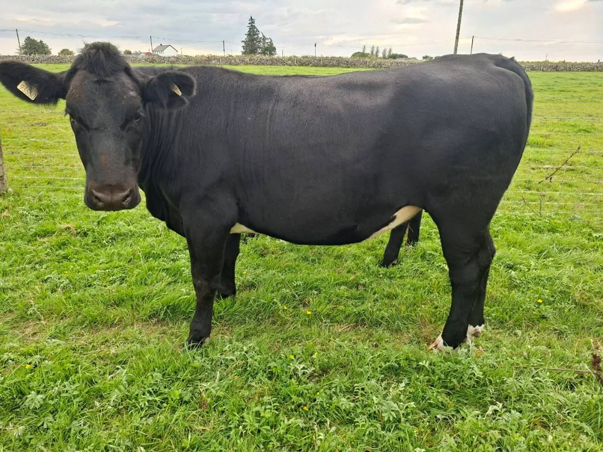 Factory fit Angus heifers - Image 2