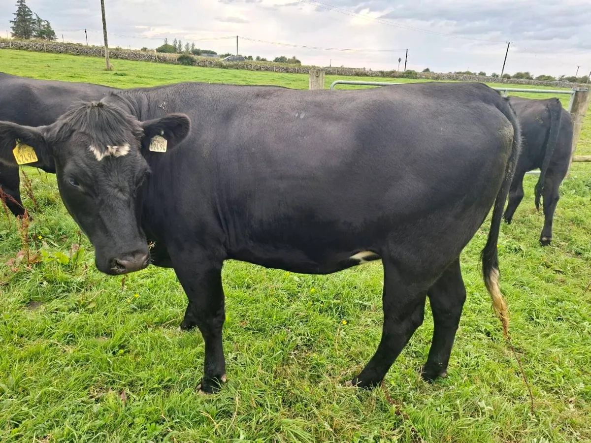 Factory fit Angus heifers - Image 3