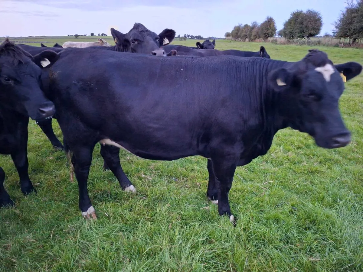 Factory fit Angus heifers - Image 4
