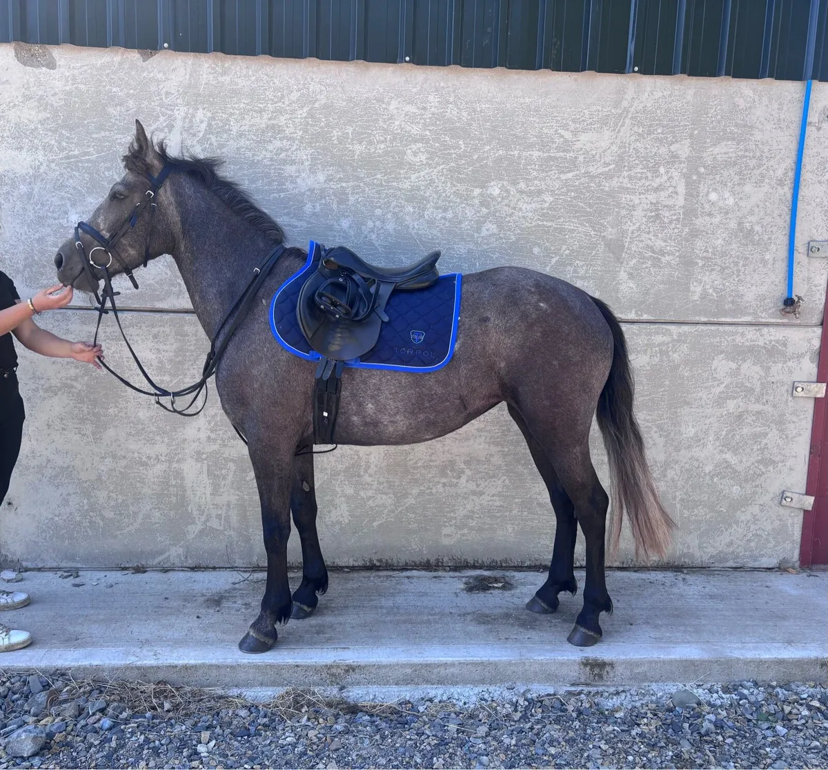 3 year old filly - Image 1