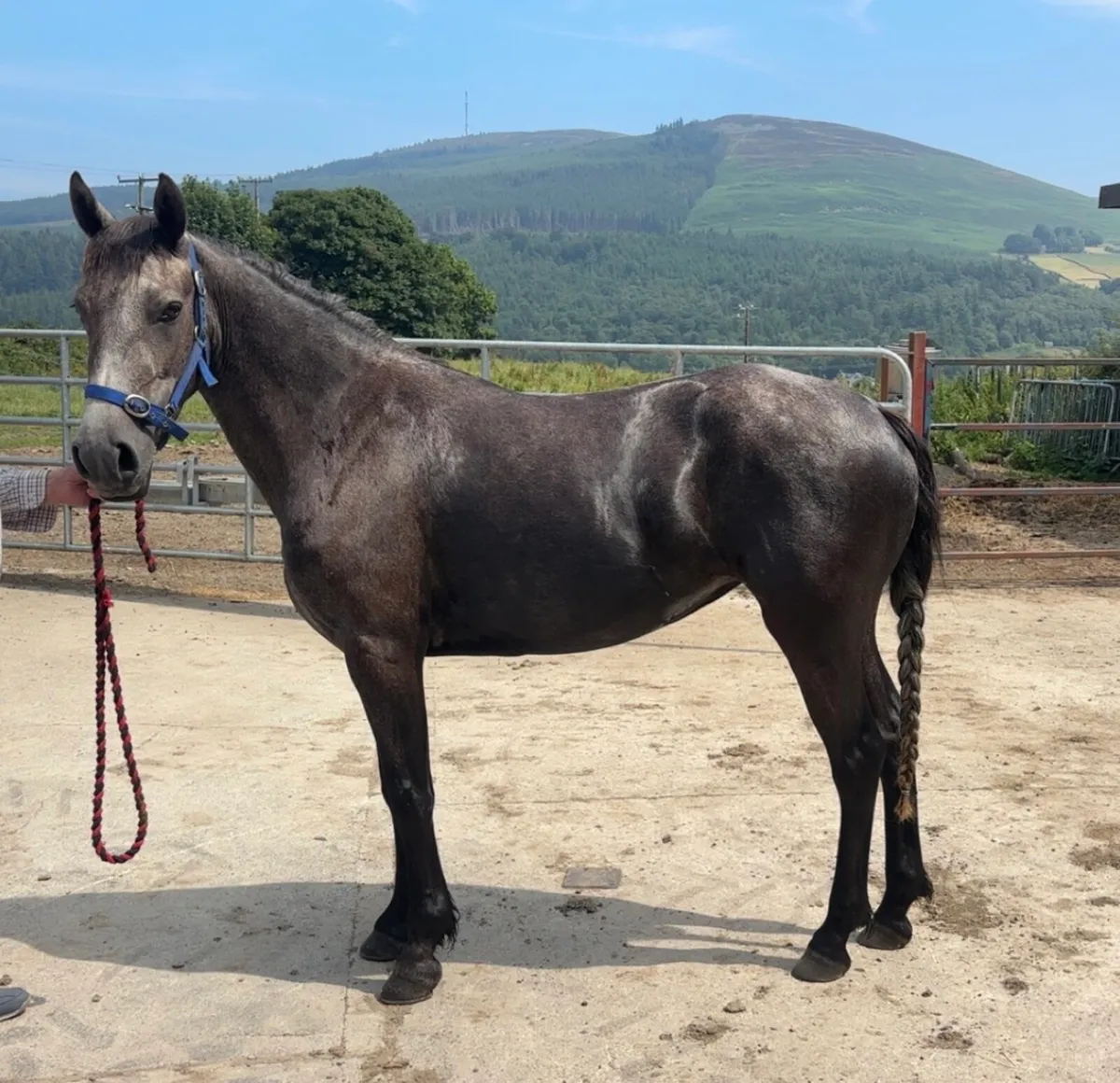 3 year old filly - Image 2
